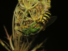 Agapostemon