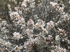 Eriogonum wrightii