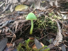 Gliophorus