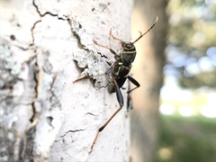 Neoclytus mucronatus
