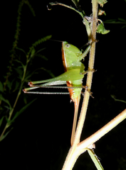 Odontoxiphidium apterum