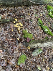Armillaria mellea
