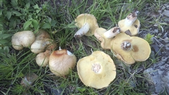 Suillus tomentosus