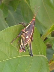 Sphenarium purpurascens