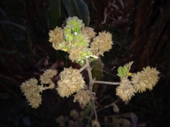 Fuertesimalva limensis