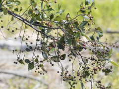 Vaccinium arboreum