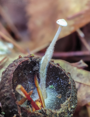 Collybia