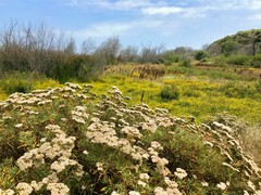 Eriogonum arborescens