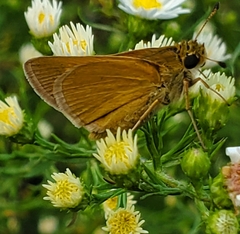 Polites themistocles