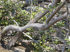 Vaccinium arboreum