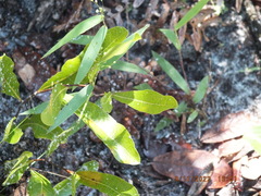 Geobalanus oblongifolius