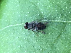 Lindneromyia