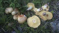 Suillus tomentosus