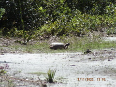 Gopherus polyphemus