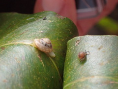 Bradybaena similaris