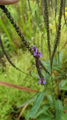 Verbena hastata