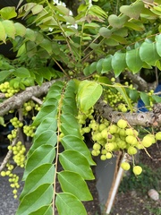 Phyllanthus acidus
