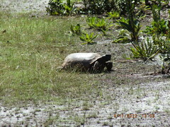 Gopherus polyphemus