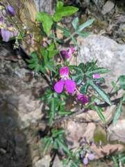 Phaseolus filiformis