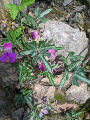 Phaseolus filiformis