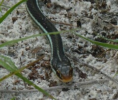 Thamnophis saurita nitae