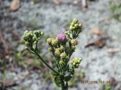 Carphephorus corymbosus