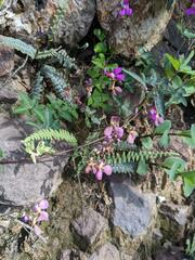 Phaseolus filiformis