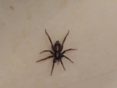 Herpyllus ecclesiasticus