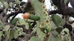 Opuntia lasiacantha