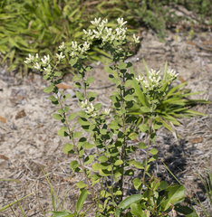 Sericocarpus tortifolius