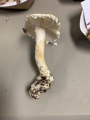Amanita longipes