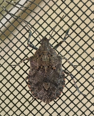 Brochymena quadripustulata