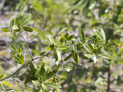 Quercus laurifolia