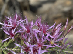 Calytrix exstipulata