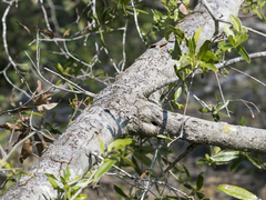 Quercus laurifolia