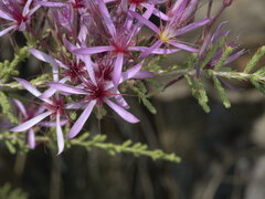 Calytrix exstipulata