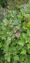 Ribes altissimum
