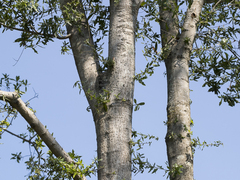 Quercus laurifolia