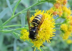 Vespula acadica