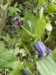 Clematis pitcheri