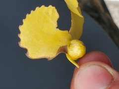 Pemphigus populicaulis