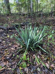 Yucca filamentosa