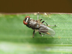 Ochthera tuberculata