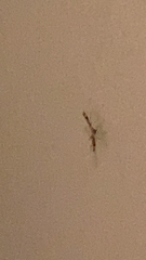Anstenoptilia marmarodactyla