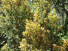 Lyonia ferruginea