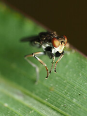 Ochthera tuberculata