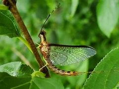 Hexagenia bilineata