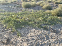 Citrullus colocynthis