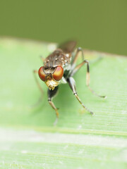 Ochthera tuberculata