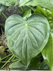Alocasia cucullata